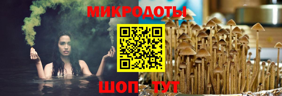 Псилоцибиновые грибы Psilocybe Аксай